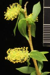 Salix matsudana. Male catkins that are shorter than for most tree willows.
 Image: D. Glenny © Landcare Research 2020 CC BY 4.0